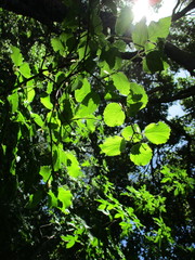 Viburnum ellipticum