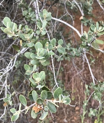 Ceanothus perplexans