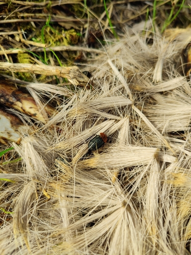 Red-breasted Carrion Beetle, Verspreide huizen Almere-Buiten, Almere, Nederland, photo 8 of 10