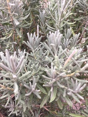 Lavandula dentata