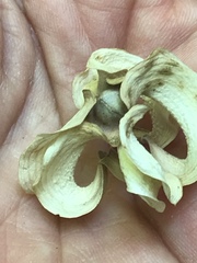 Cornus florida urbiniana