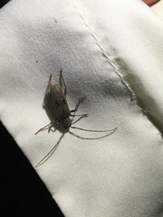 Eburia mutica