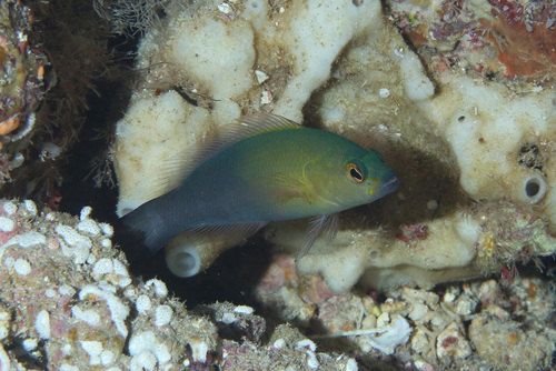 Pseudochromis dixurus observed 2024-03-25