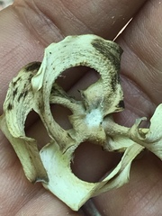 Cornus florida urbiniana