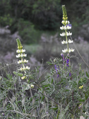 Lupinus luteolus