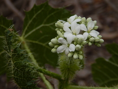 Cnidoscolus multilobus