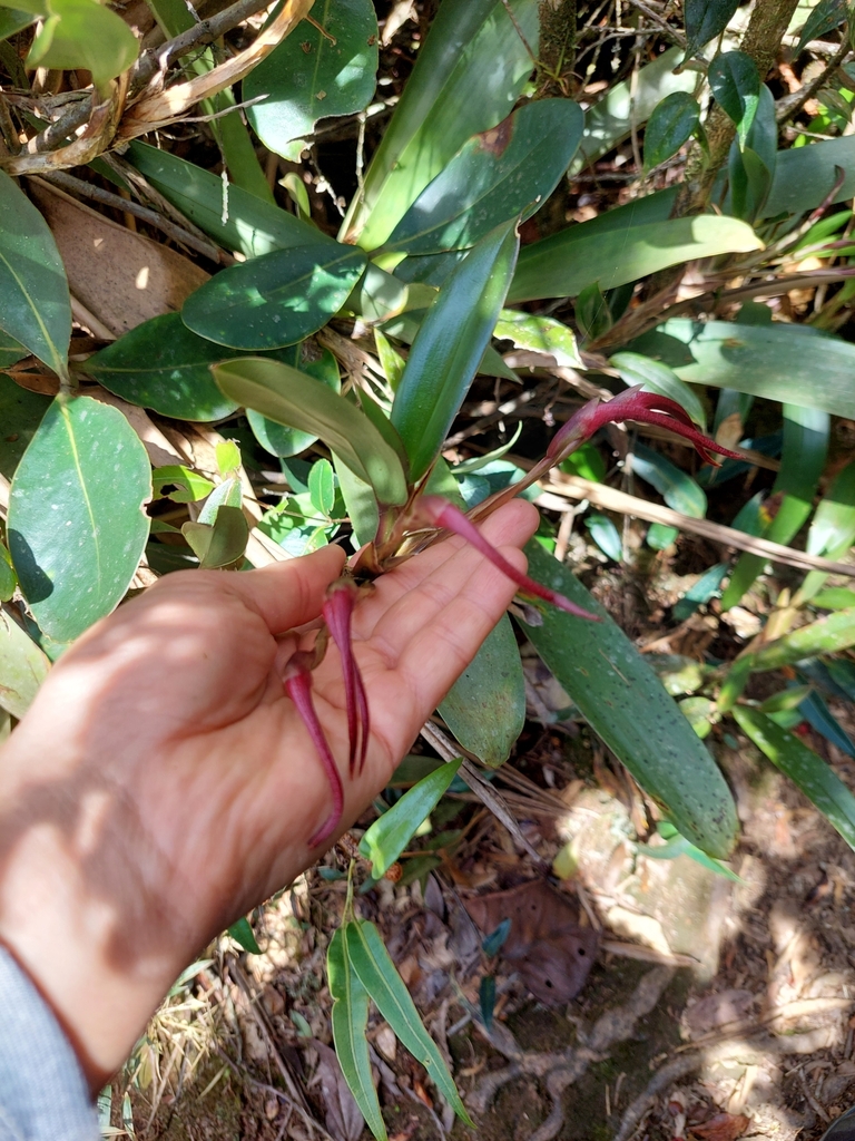 Maxillaria platyloba