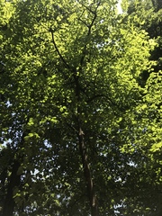 Cornus florida urbiniana