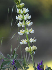Lupinus luteolus