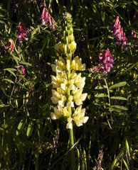 Lupinus luteolus