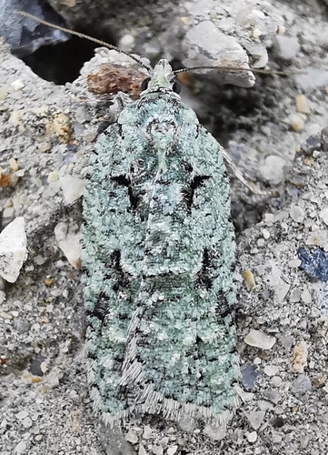 Acleris literana
