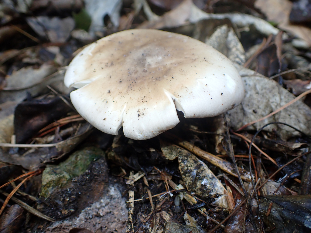 Cloudy Clitocybe from Zealandia Te Māra a Tāne 53 Waiapu Road, Karori ...