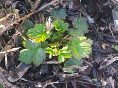 Filipendula camtschatica