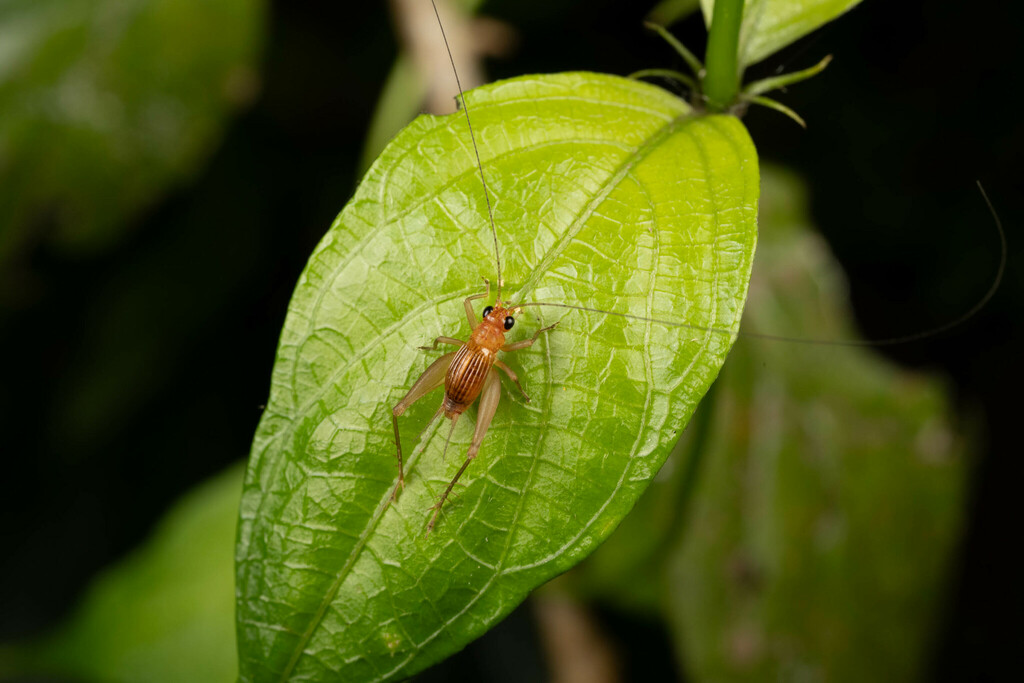 Rhicnogryllus fallax
