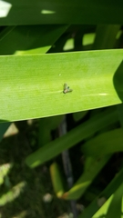 Condylostylus occidentalis