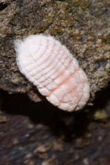 Coelostomidia zealandica