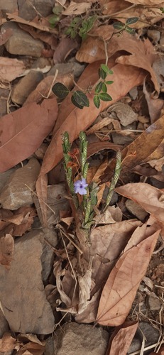 Eranthemum roseum, photograph 2