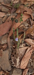 Eranthemum roseum, photograph (c) Sayee Girdhari, some rights reserved (CC BY)