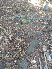 Pseudopanax crassifolius