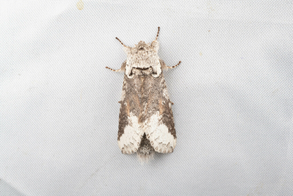 Neodrymonia albinobasis