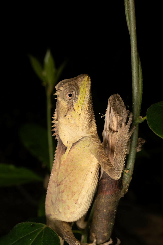 Scale-bellied Tree Lizard from 中国尖峰岭国家森林公园 on April 4, 2024 at 09:04 PM ...