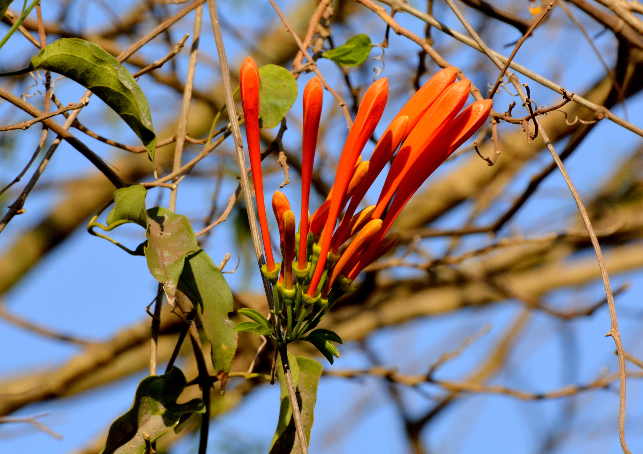 Pyrostegia venusta
