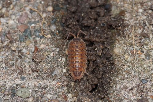 Brickwork Woodlouse, Anna Paulowna, Nederland, photo 9 of 10