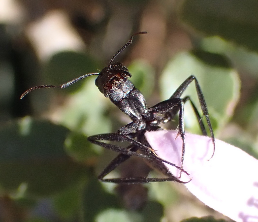 Karoo Balbyter Ant from Dark Skyes, de Rust, Garden Route District ...