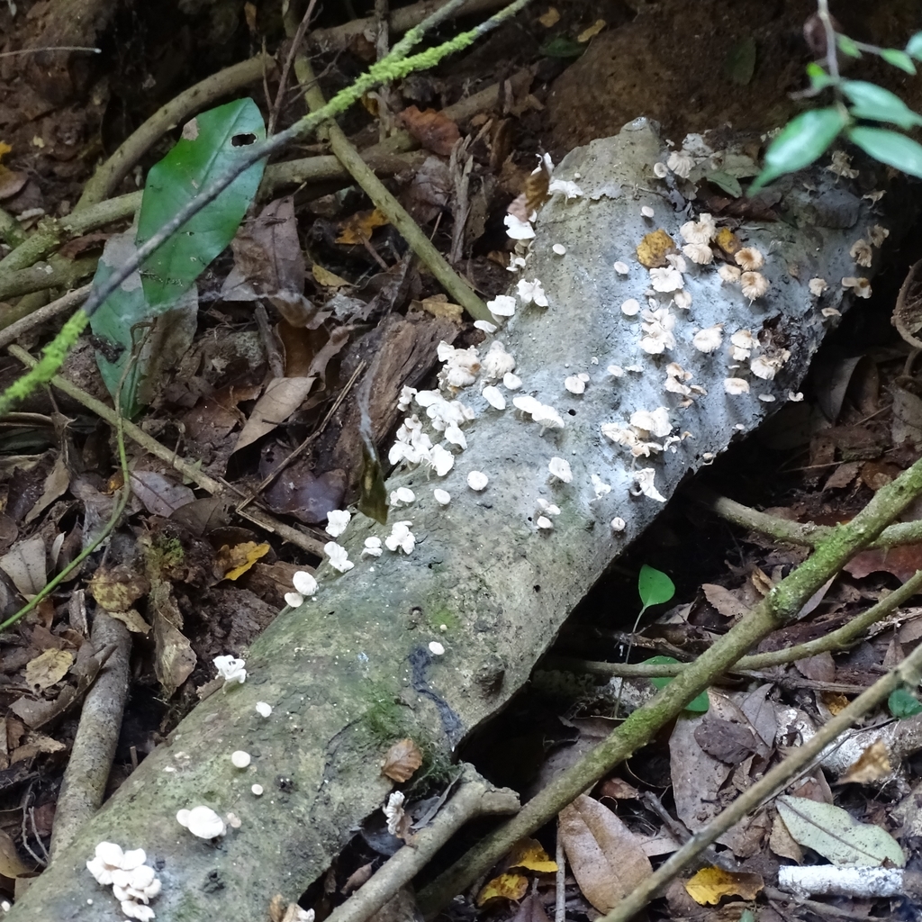 Marasmiellus alliiodorus · April 2019 · photo: © cristianriquelme (iNaturalist, cc-by)