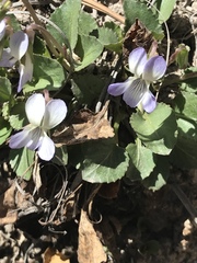 Viola umbraticola