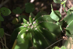 Echinopsis oxygona