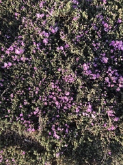 Magnoliopsida