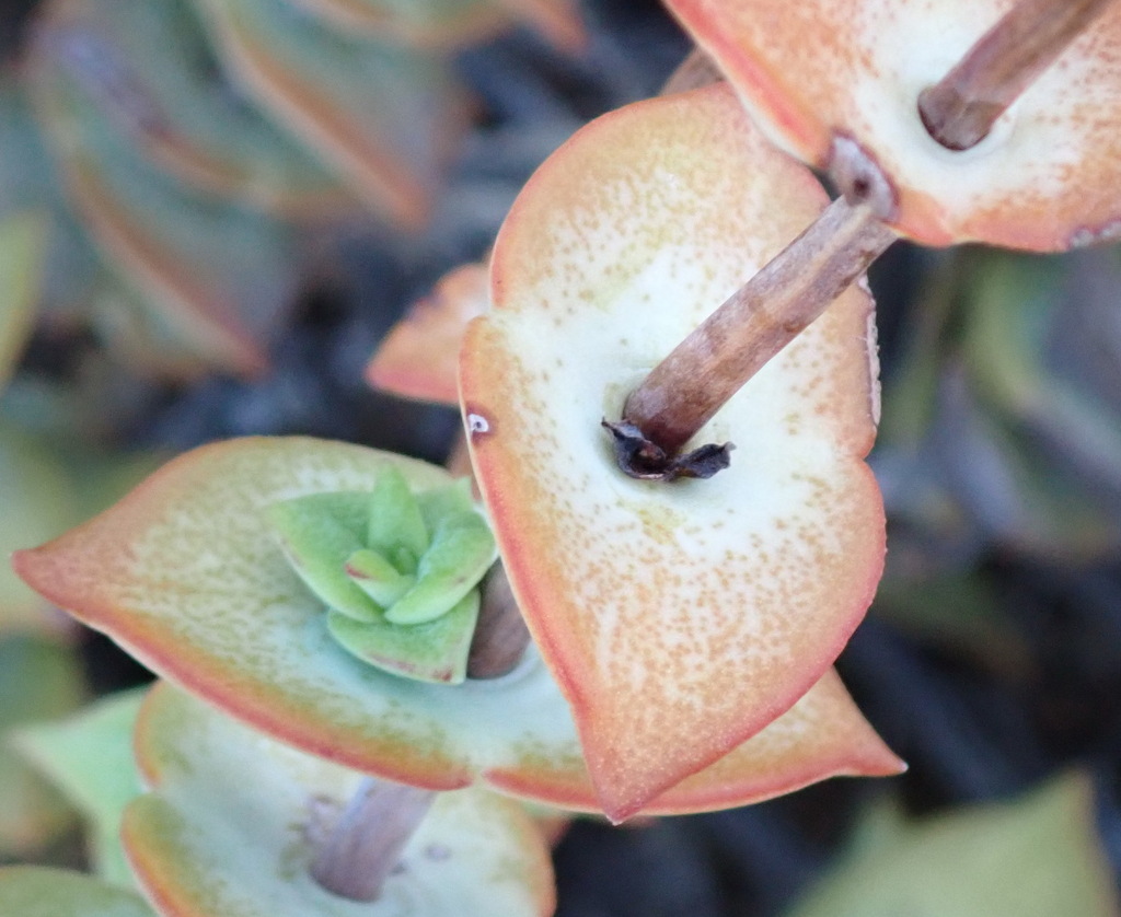 Concertina Plant from Dark Skyes, de Rust, Garden Route District