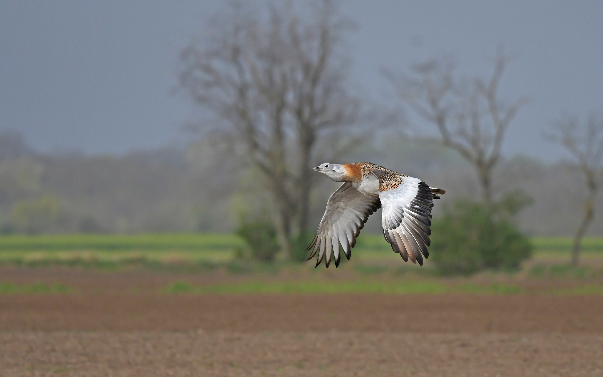 Great Bustard illustration