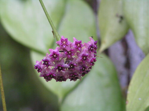 Hoya aldrichii (Hoya aldrichii)