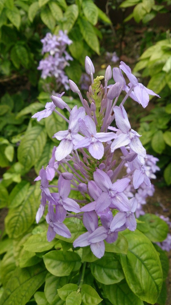 Pseuderanthemum graciliflorum (Pseuderanthemum graciliflorum)