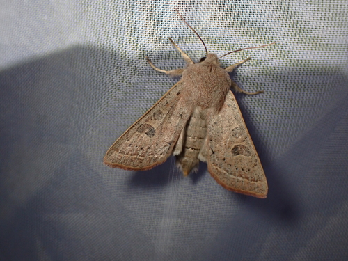 Orthosia gracilis