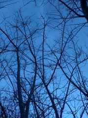 Microlobius foetidus