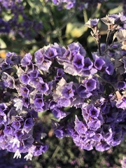 Limonium vulgare