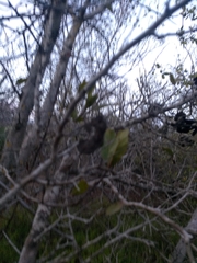 Microlobius foetidus