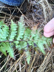 Dryopteris intermedia