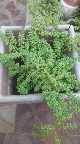Artillery Plant