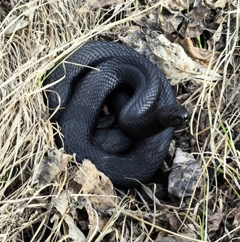 Adder