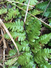Dryopteris intermedia