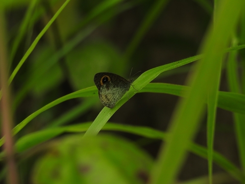 Ypthima aphnius
