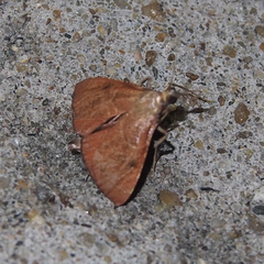 Endotricha theonalis