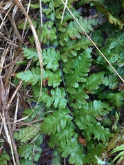 Dryopteris intermedia