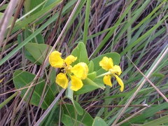 Stigmaphyllon paralias