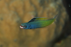Townsend's Fangblenny photo 4