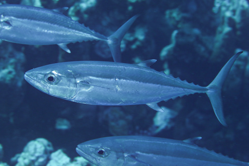 Dogtooth Tuna — seen at this dive site